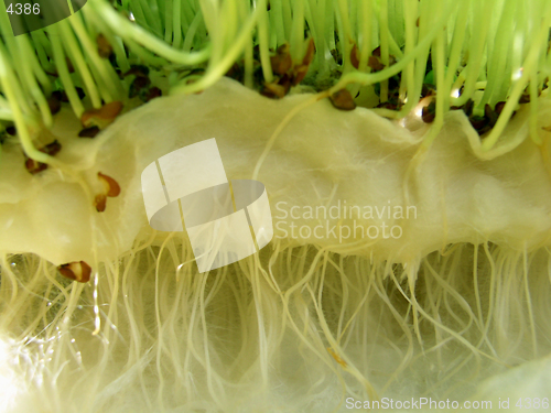 Image of Watercress - roots