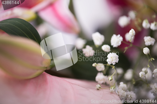 Image of close up colorful flowers