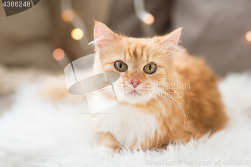 Image of red tabby cat on sofa with sheepskin at home