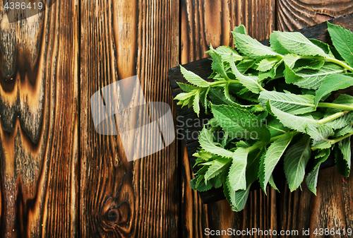 Image of fresh mint