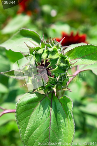 Image of Red sunflower