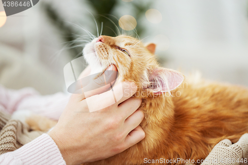 Image of close up of owner with red cat in bed at home