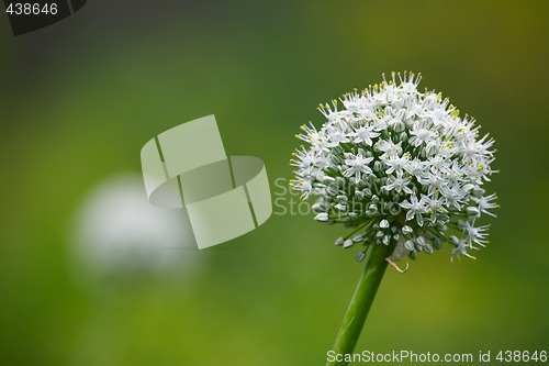 Image of Blossom onion