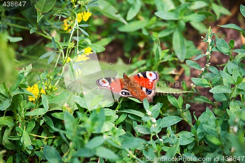 Image of Butterfly