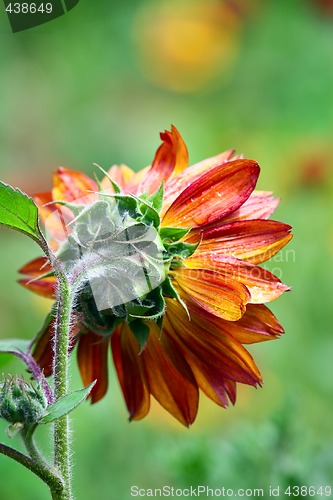 Image of Red sunflower