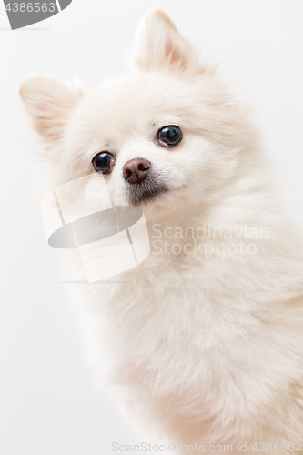 Image of Pomeranian