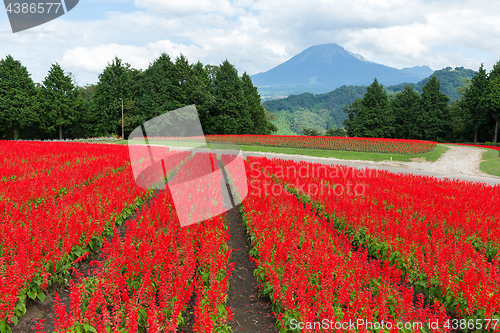 Image of Salvia field and mount Daisen