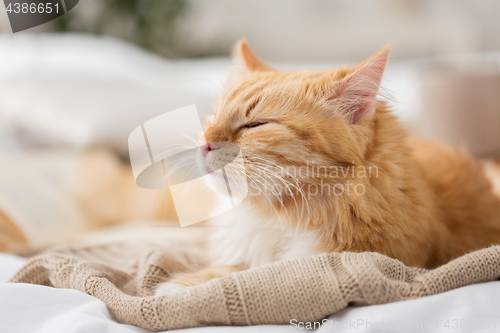 Image of red cat sleeping on blanket at home in winter