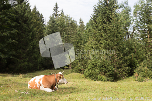 Image of Cow grazing on alpine meadow, Slovenia.