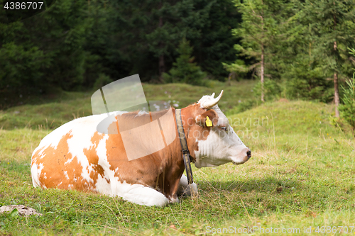 Image of Cow grazing on alpine meadow, Slovenia.