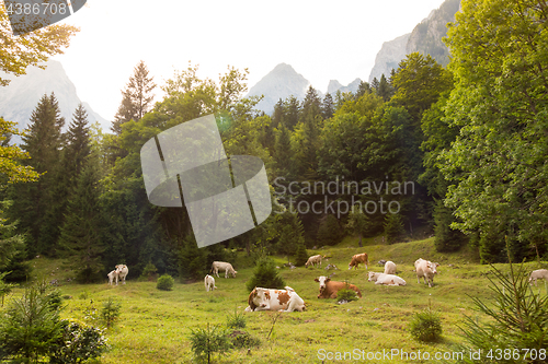 Image of Cows grazing on alpine meadow, Slovenia.