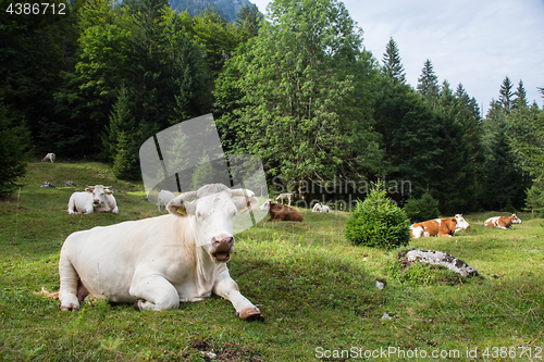 Image of Cows grazing on alpine meadow, Slovenia.