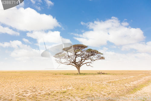 Image of Solitary acacia tree in African savana plain in Kenya.