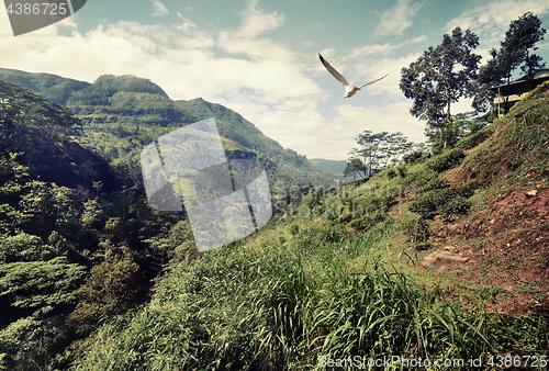 Image of Bird over mountains