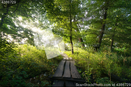 Image of Old bridge in forest