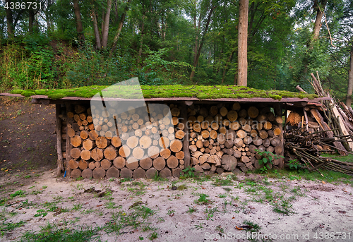 Image of Firewoods under canopy