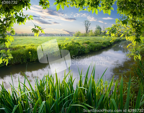 Image of Maple tree and reeds on river