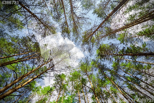 Image of Trees and sky from below