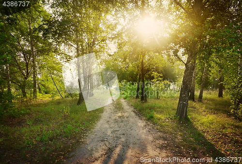 Image of Footpath in the forest