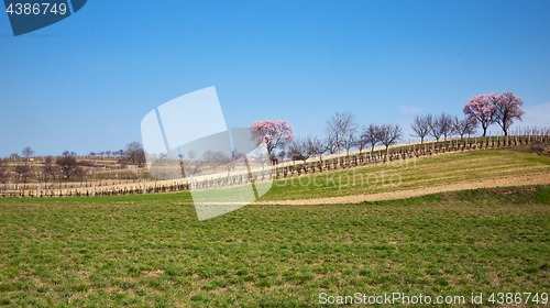 Image of Spring landscape on a sunny day