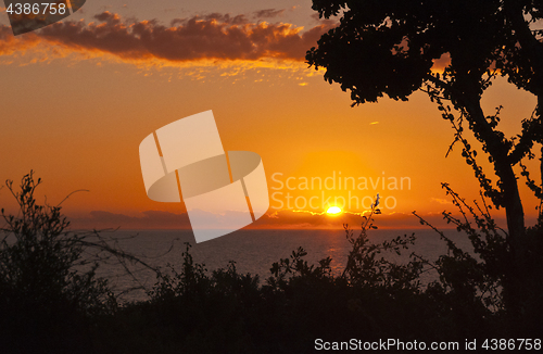 Image of Sunset landscape with an ocean and plant silhouettes