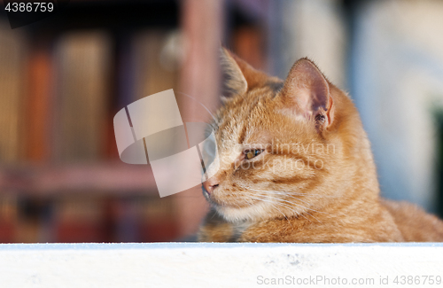 Image of Portrait of ginger cat