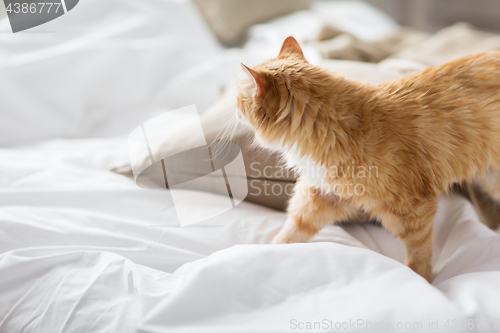 Image of red tabby cat at home in bed