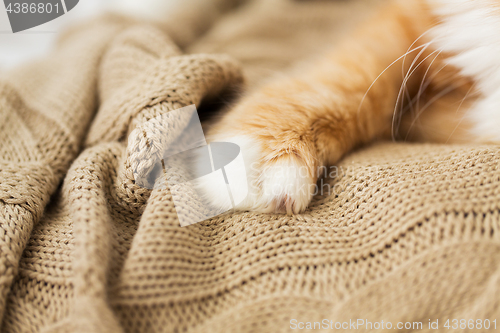 Image of close up of red cat paw on knitted blanket