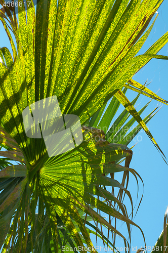 Image of Closeup palm leaf