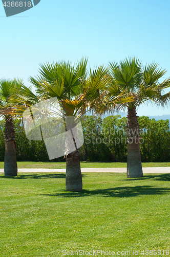 Image of Palm park in Mallorca