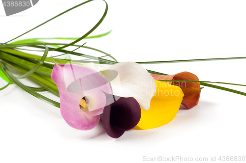 Image of Calla Lilies flowers bouquet