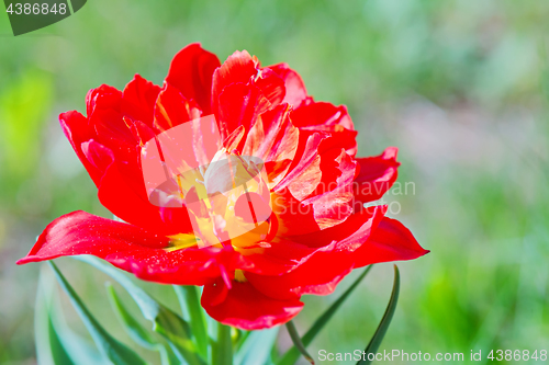 Image of Beautiful red macro tulip over green background