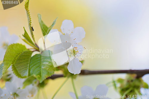 Image of White apple flowers on the tree.