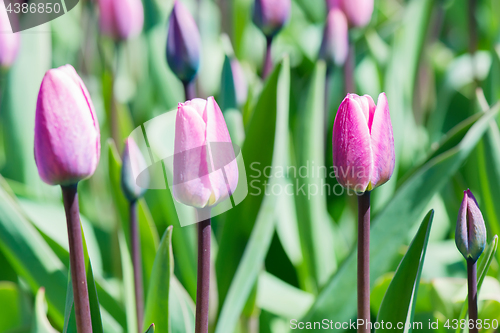 Image of Beautiful Pink Tulips