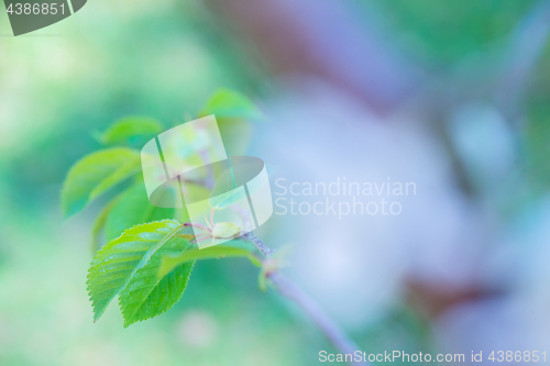 Image of Macro shot of green leaf