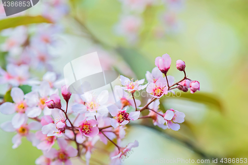 Image of Pink flowers on the bush. Shallow depth of field.