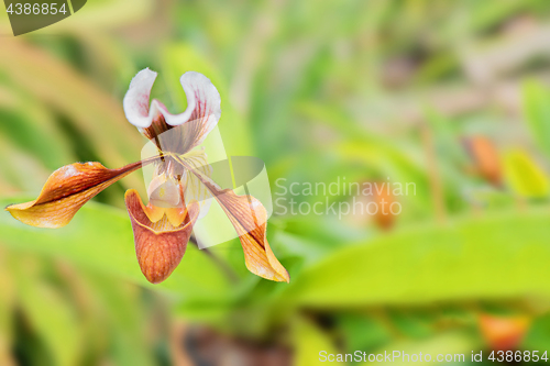 Image of Orchid flower in garden at summer or spring day