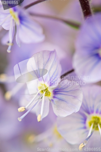 Image of Background of purple flowers
