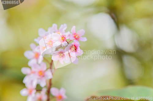 Image of Pink flowers on the bush. Shallow depth of field.