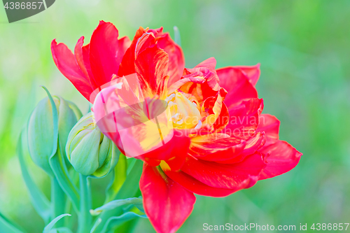 Image of Beautiful red macro tulip over green background