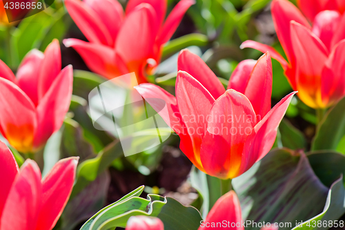 Image of Beautiful Red Tulips