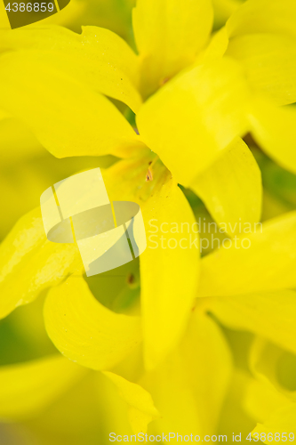 Image of Macro shot of blooming Forsythia.
