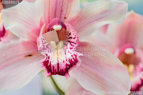 Image of Orchid flower in garden
