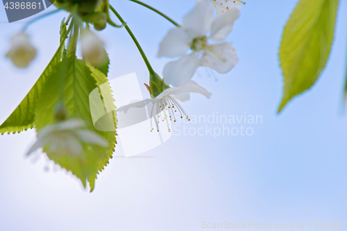 Image of Blossom of apple tree, macro