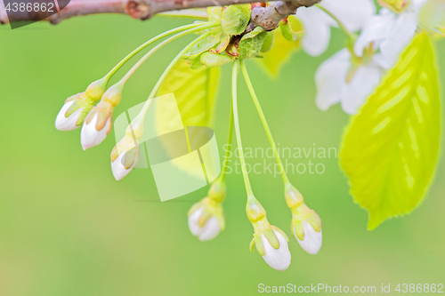 Image of Blossom and buds of apple tree, macro