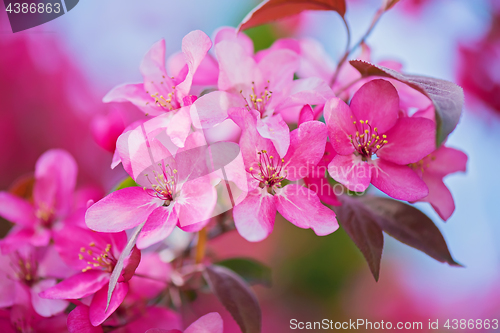 Image of Pink flowers on the bush. Shallow depth of field.