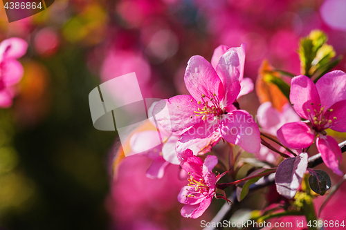 Image of Pink flowers on the bush. Shallow depth of field.