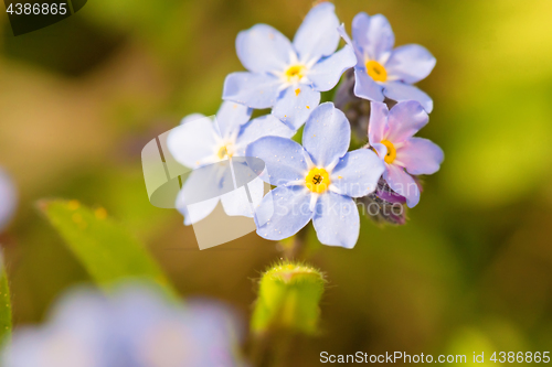 Image of Macro shot of Myosotis