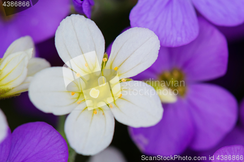 Image of Background of purple flowers