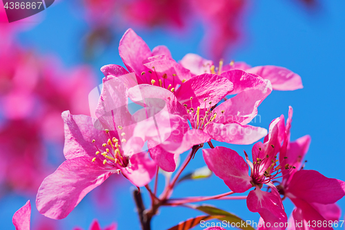 Image of Pink flowers on the bush. Shallow depth of field.